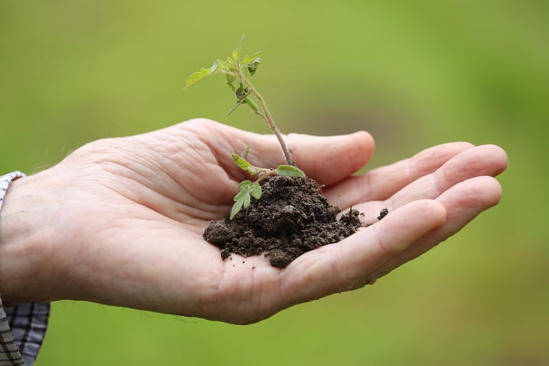 Group Planting Project
